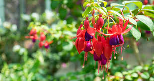 Grow And Care For Fuchsia Flowers