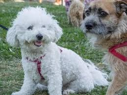 border terrier and poodle together in
