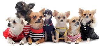 chihuahua clothes and accessories at