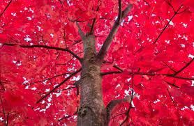 best maple trees for fall color in