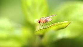 How do you get rid of a fruit fly infestation?