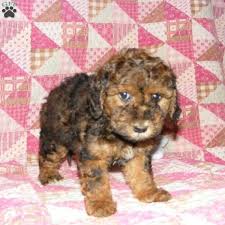 Country puppies own the parents and raise all of our puppies near bathurst west of sydney nsw, we do not source puppies from elsewhere. Sophia Papillon Mix Puppy For Sale In New York