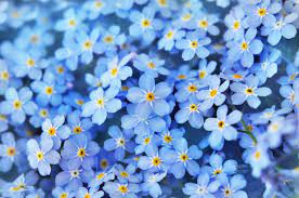 symbolism of these pretty blue flowers