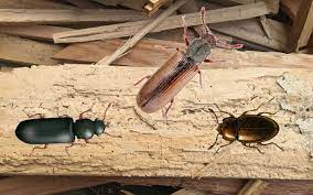 hardwood flooring beetles the