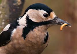 Maybe you would like to learn more about one of these? A Great Spot For A Great Spotted Woodpecker Scottish Wildlife Trust
