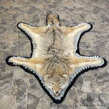 coyote full rug taxidermy mount 26282