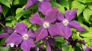 11 purple flowered vines and climbers