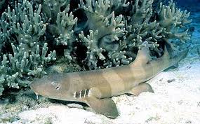 Catsharks are ground sharks of the family scyliorhinidae. Chiloscyllium Punctatum Discover Fishes