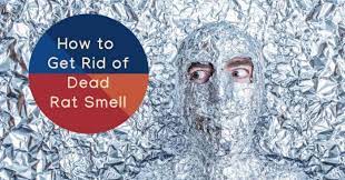 How To Get Rid Of Dead Rat Smell It