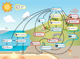 carbon cycle understanding global change