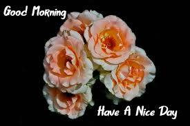 ᐅ143 good morning rose images hd 1080p