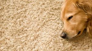how to fix a carpet your cat or dog has