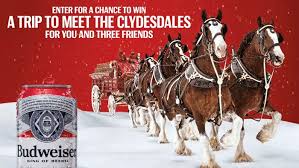 budweiser clydesdales at the louis brewery