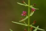Species information: Ammannia auriculata - Flora of Zimbabwe