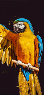 best macaw iphone hd wallpapers