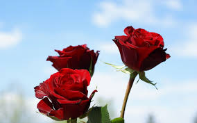 red rose flowers wallpapers wallpaper