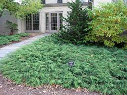 siberian cypress a feathery carpet for