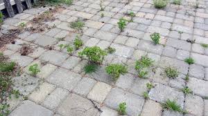 Use Bleach To Kill Weeds Between Pavers