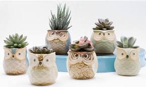 11 succulent gifts your succulent