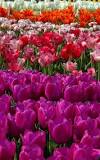 how-long-do-the-tulips-stay-in-bloom-in-holland-michigan