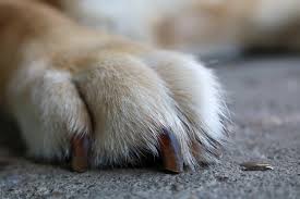can i paint my dog s toenails cuteness