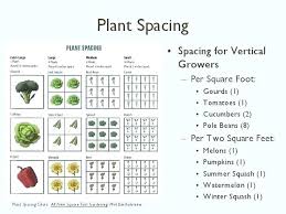 Vegetable Garden Plant Spacing Cuddlebabes Info