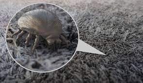 carpet dust mite removal t in
