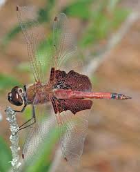Migratory Dragonflies Mdp Identification Guides