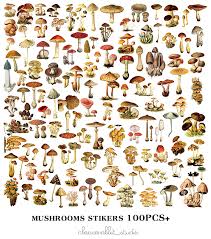 Us 4 49 10 Off 100 Mushroom Chart Vellum Paper Stickers For Scrapbooking Happy Planner Card Making Journaling Project In Stickers From Home Garden