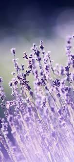 Download hd wallpapers for free on unsplash. Download 1125x2436 Wallpaper Portrait Lavender Flowers Meadow Iphone X 1125x2436 Hd Image Background 20349