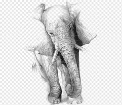 sketsa gajah kartun gajah hitam dan