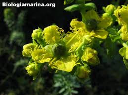 Fiori gialli, ce ne sono di varie forme e dimensioni, alcuni già l'8 marzo per la festa delle donne tra i fiori gialli a grappolo, la mimosa è il più famoso. Fiori Archivi Biologia Marina Del Mediterraneo