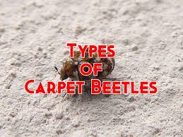 7 types of carpet beetles pictures and