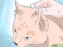 5 ways to deal with hair loss in cats