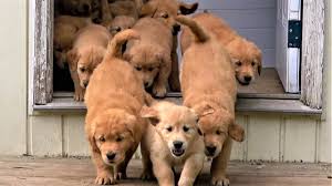 Golden retrievers puppies can make wonderful therapy dogs or search and rescue dogs if properly trained and qualified. Adorable River Of Golden Retriever Puppies Flow Into The Backyard