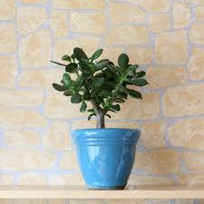 Image result for free jade plant in pot stock photos