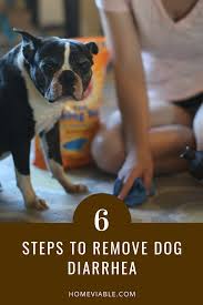 how to clean up your dog s diarrhea