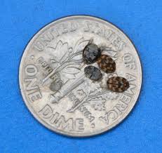 carpet beetles are spring s uninvited