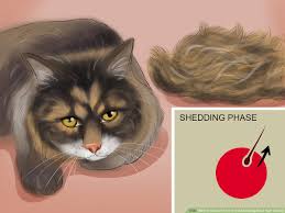 We have two cats, one is a long haired 13 year old, and one is a short. 3 Ways To Know If Your Cat Is Shedding More Than Normal Wikihow