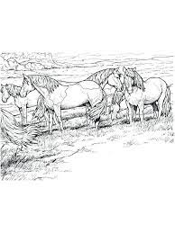 Battles horses, circus horses, equestrians, jockeys, etc. Wild Horse Coloring Pages Printable Horses Are Known As Runner Animals So They Are Often Used As Fas Horse Coloring Pages Horse Coloring Horse Coloring Books