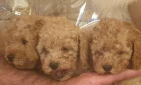 toy poodle dogs and puppies in