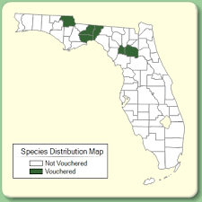 Solanum dimidiatum - Species Page - ISB: Atlas of Florida Plants