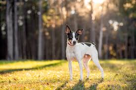 a complete guide to rat terriers