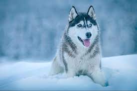 シベリアン・ハスキーとはどんな犬種？特徴や性格、飼い方を解説！