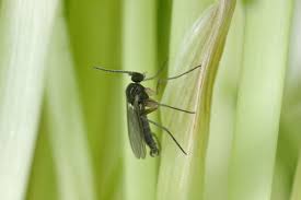 how to get rid of fungus gnats