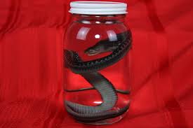 Garter Snake Wet Specimen – Freyja's Forest
