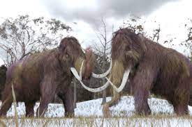 Resurrected woolly mammoth genes illustrate genetic decline