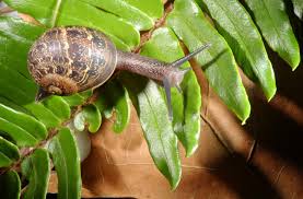 how long does a garden snail live
