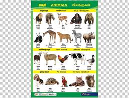 Dog Sri Lanka Cat Animal Chart Catalog Charts Png Clipart