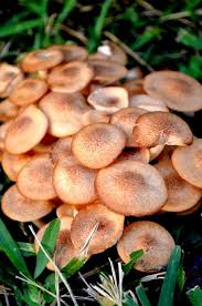 Wild Mushrooms Beaumont Texas